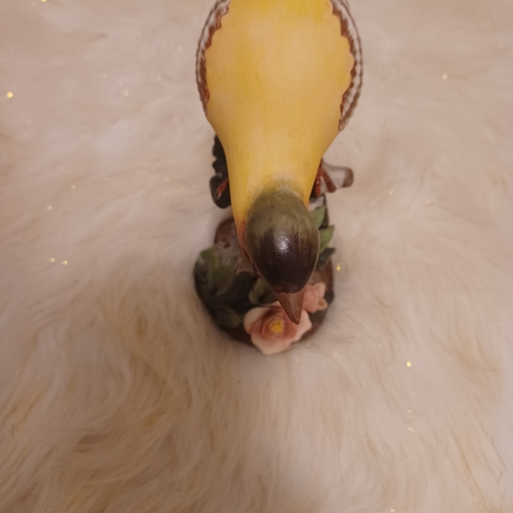 Oriolus  larvatus bird - Picture 4 of 4